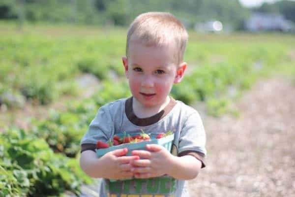 Little boy picking strawberries