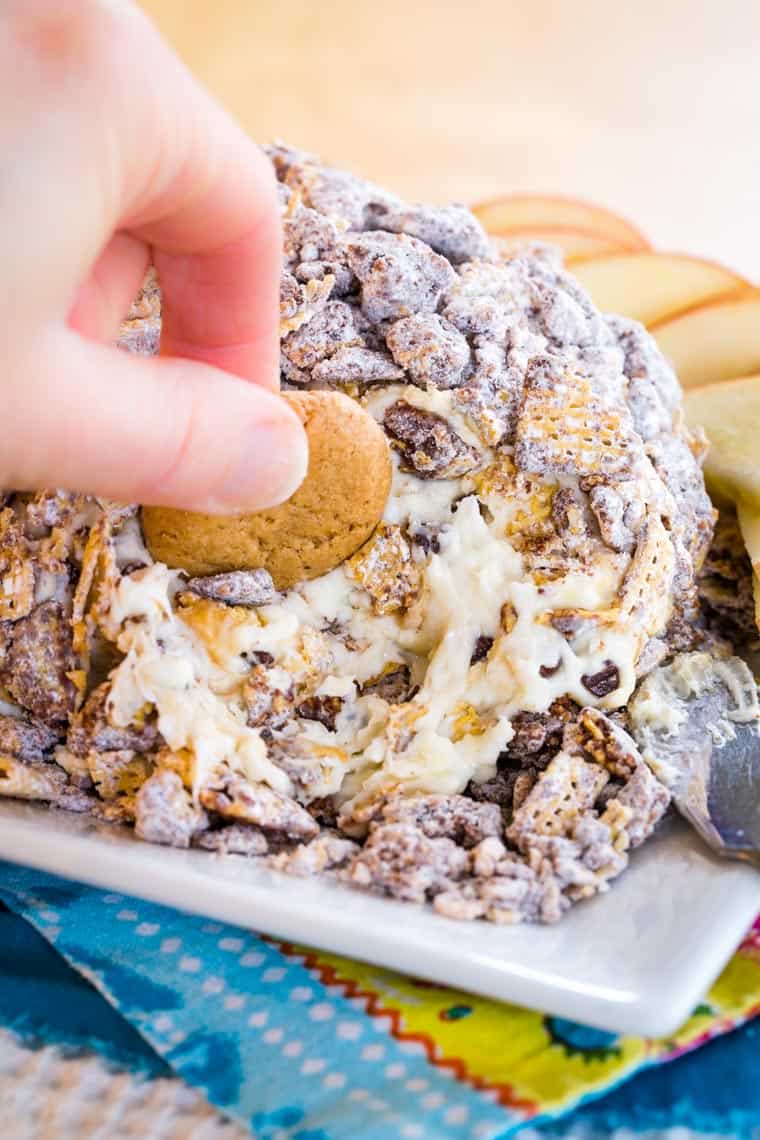 Dipping a cookie into a Peanut Butter Chocolate Chip Cheese Ball