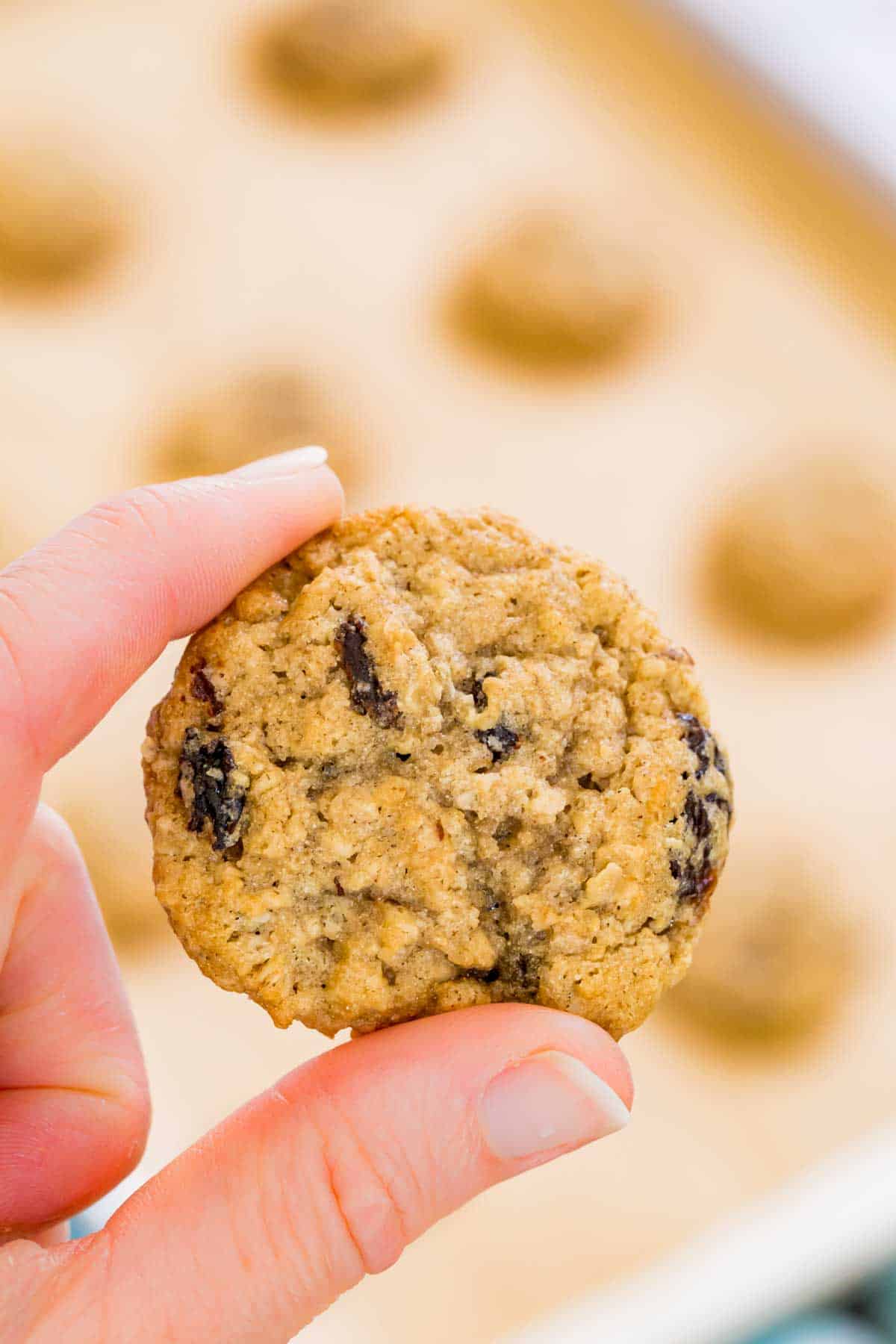 A hand holding up a gluten-free oatmeal raisin cookie with a baking sheet of cookies in the background.